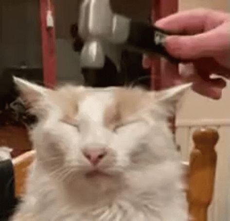 Cat Hammer GIF - Cat Hammer Annoyed - Discover & Share GIFs Hammer Gif, Normal Girl, Animated Gif, Gif, On Twitter, Twitter