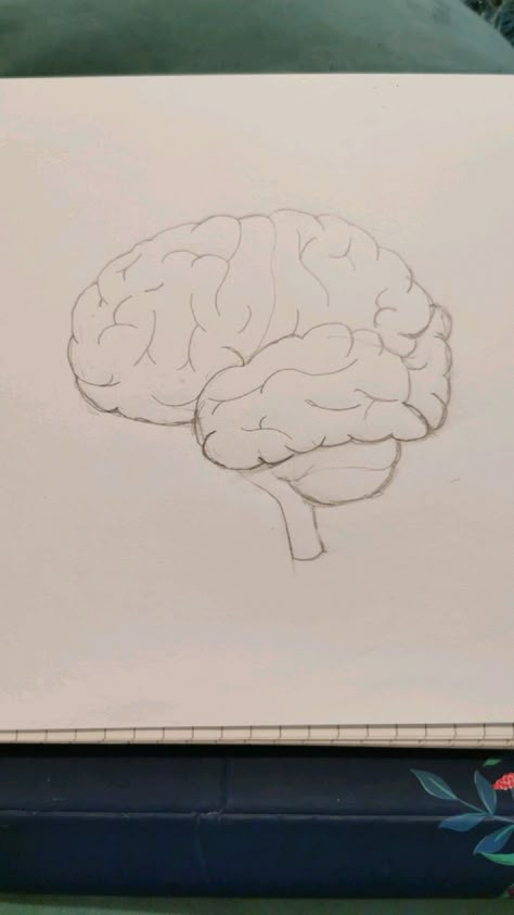 Diagram, drawing of brain. Pencil drawing. Science diagram. How To Draw A Human Brain, Aesthetic Brain Drawing, Brain Pencil Drawing, Realistic Brain Drawing, Easy Brain Drawing, Brain Sketch Simple, Science Drawings Sketches, Organs Sketch, Human Brain Sketch