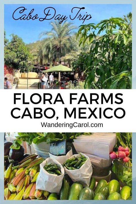 Flora Farms Cabo - A Sustainable Delight Flora Farms Cabo, Travel Cabo San Lucas, Cabo Wabo, Cabo Vacation, Farm Restaurant, Flora Farms, Mexico Cruise, Cancun Resorts, Cabo Mexico