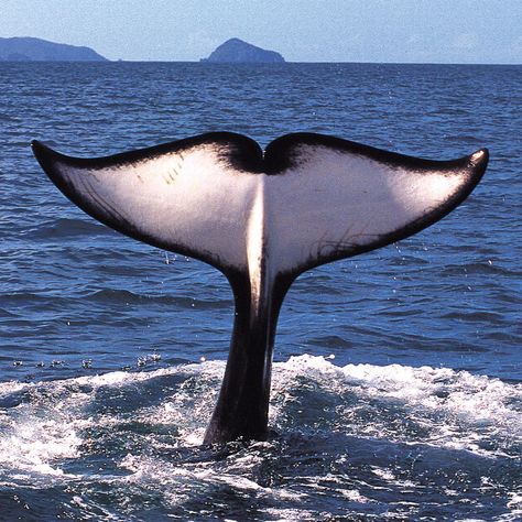 Orca whale fluke  © Dr Ingrid Visser, Orca Research Trust from Whales: Giants of the Deep March 23, 2013-January 25, 2014 Whale Fluke, Orca Whales, Underwater Creatures, A Whale, Whale Tail, Marine Mammals, Great White Shark, Whale Shark, Killer Whales