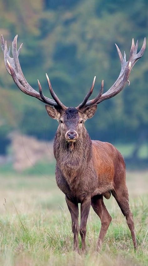 Male Deer, Deer Photography, Big Deer, Wild Animals Photography, Deer Photos, Deer Pictures, Red Deer, Animal Reference, Majestic Animals