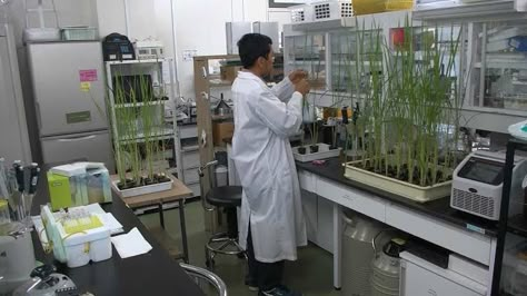 Botany Laboratory, Botanist Lab, Biotech Aesthetic, Plant Laboratory, Birch Grove, Herb Art, Cute Plants, Plant Breeding, Lab Tech