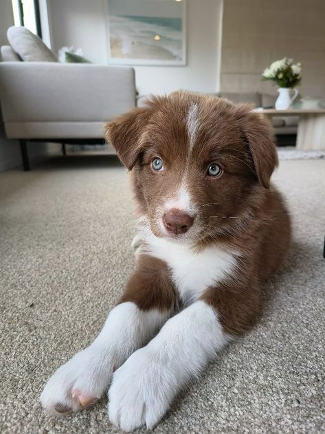 #bordercollie #brownbordercollie #puppy #wanaka #nz Border Collie Puppies Brown, Brown Australian Shepherd Puppy, Brown Border Collie Puppy, Farm Dogs Breeds, Brown Australian Shepherd, Brown Border Collie, Border Collie Puppy, Australian Shepherd Puppy, Aussie Puppies