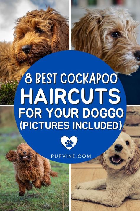 Cockapoo haircuts suggestions that will make your pup irresistible. Plus tips for easier grooming at home and tools you might need. How To Groom A Cockapoo, Cockapoo Summer Haircut, Cute Cockapoo Puppies, Cockapoo Haircut Styles Teddy Bear, Cockerpoo Haircut, Cockapoo Grooming Styles, Cavapoo Grooming Styles, Cockapoo Haircuts, Cockapoo Haircut Styles