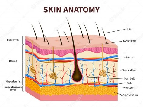 Skin Anatomy, Remove Skin Tags Naturally, Anatomy Medical, Skin Structure, Sweat Gland, Human Anatomy And Physiology, Adipose Tissue, Diagram Design, Layers Of Skin