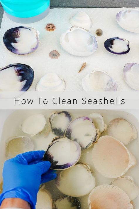 how to get your seashells from your last beach trip clean so you can use them for decor and craft projects How To Clean Shells From The Beach, How To Clean Shells, How To Clean Seashells, Clean Seashells, Cleaning Sea Shells, Beach Living, Beach Trip, Home Decor Inspiration, Crafts To Make