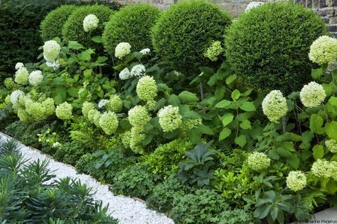 Modern Country Style: Hydrangeas, Topiary And Boxwood In The Modern Country Garden Boxwood Garden, Front Gardens, Topiary Garden, Hydrangea Garden, Have Inspiration, Family Garden, Garden Borders, White Gardens, Garden Care