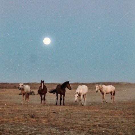 Ｔｒｉｎａ Ｃａｒｙ on Instagram: “Wild horses belong to wind and rain And to the earth and sky Where prairie country stretches wide Out there where eagles fly; Yonder where…” Mountain Cowboy, Foto Cowgirl, Bohemian Diesel, Skai Jackson, Picture Board, Cowboy Aesthetic, Western Photography, Wilde Westen, Western Wall Art