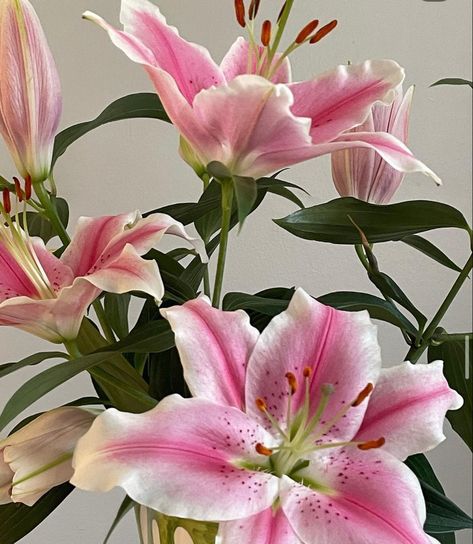 Pink And White Lillies, Lilys Aesthetic Flower, Lilys Aesthetic, Lilies Aesthetic, Flower Arrangement Party, Tiger Lily Bouquet, Pink Tiger Lily, Flora Aesthetic, Lillies Flowers