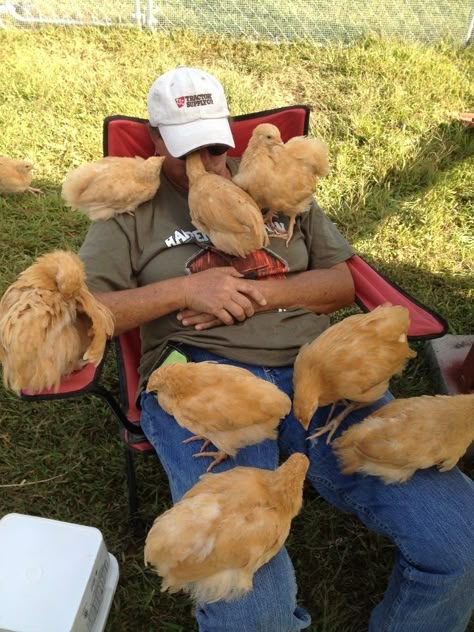 Unusual Pets, Fancy Chickens, Backyard Chicken Farming, Crazy Chicken, Beautiful Chickens, Crazy Chicken Lady, Chicken Lady, Hilarious Photos, Cute Chickens