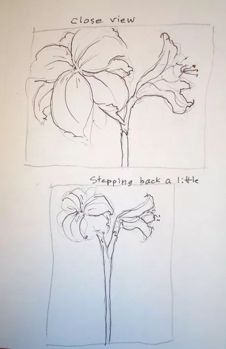 How To Draw Amaryllis Flower, Amaryllis Drawing Simple, Amaryllis Drawing, Amaryllis Watercolor, Amaryllis Illustration, Paintings Of Amaryllis, Amaryllis Painting, Waxing Amaryllis Bulbs, Amaryllis Care After Bloom