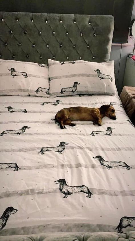 Dachshund Funny, Dachshund Art, Funny Dachshund, Weenie Dogs, Dachshund Lovers, Dachshund Puppies, Dachshund Love, Weiner Dog, Wiener Dog