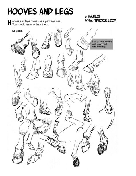 Horse Anatomy II.V by sketcherjak on deviantART Horse Leg Anatomy Drawing, Horse Feet Drawing, Horse Art Tutorial, Horse Reference Drawing, Horse Eye Drawing, Draw Horse, Horse Drawing Tutorial, Horse Hooves, Horse Art Drawing