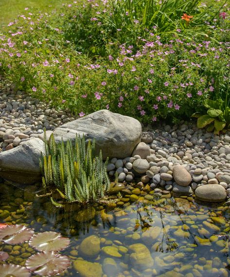 Garden pond ideas: 10 beautiful backyard ponds | Garden Terrace Ideas, Wildlife Garden Ideas, Romantic Gardens, Ponds For Small Gardens, Small Garden Ideas, Garden Pond Design, Terrace Ideas, Wildlife Garden, Sensory Garden