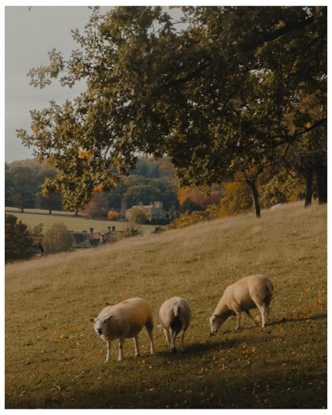 Beautiful golden light in the English countryside ☀️🌾🐑 #englishcountryside #countrylife #countryside #goldenlight #countryliving #autumn #autumnvibes #goldenhour #peakdistrict #peakdistrictnationalpark #peakdistrictphotography #visitpeakdistrictnationalpark Peak District, chatsworth, countryside, countryside in England, villages in England #visitpeakdistrict #country_features #countrycottage #warmcore #cottagecore #cottagecoreaesthetic Welsh Countryside Aesthetic, English Countryside Autumn, English Village Aesthetic, Old English Countryside, 1900s Aesthetic, Countryside Animals, Scenery Inspiration, Kent Countryside, English Farm