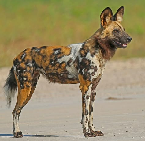 Tattoo Animals, Painted Dogs, Painted Dog, Unique Facts, Wild Dog, African Wild Dog, Okavango Delta, Wild Animals Pictures, Pretty Animals