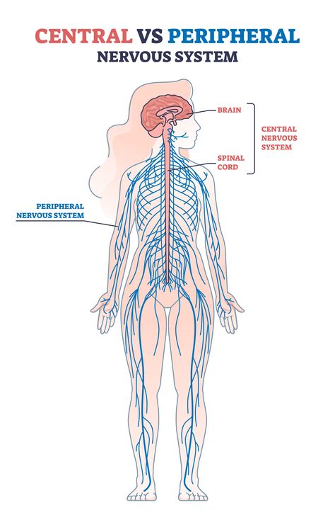 The central nervous system (CNS) consists of the brain and spinal cord. It is the primary control center for the body, processing sensory information and directing responses.

The peripheral nervous system (PNS) connects the CNS to the rest of the body. It comprises nerves that transmit sensory data to the CNS and carry out commands from the CNS to muscles and organs. Nervous System Model, Nervous System Diagram, Nervous System Anatomy, Human Nervous System, Sistem Saraf, The Peripheral, Peripheral Nervous System, Psychology Courses, Brain Structure