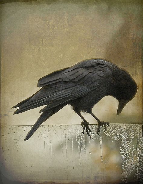 Crow Portrait, Crow Photography, Crows Artwork, Crow Call, Quoth The Raven, Crow Bird, Crow Art, Portrait Series, Jackdaw