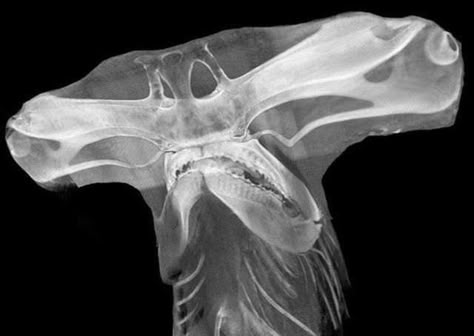 Hammerhead Sharks, Hammer Head, Ct Scan, Hammerhead Shark, X Rays, All Fish, Animal Anatomy, Shark Week, Marine Biology