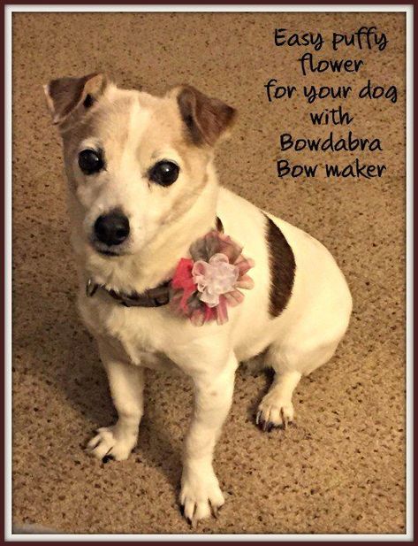 Dog Bows Diy, Pet Crafts, Bow Maker, Bling Dog Collars, Diy Dog Collar, Dog Hair Bows, Dog Collar Bows, Mini Bow, Dog Boutique