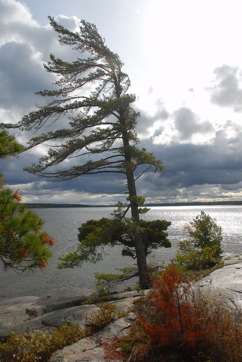 Pine Tree Painting, Canadian Landscape, Pine Tree Tattoo, Northern Ontario, Algonquin Park, Lone Pine, Georgian Bay, Beautiful Landscape Photography, Landscape Photography Nature