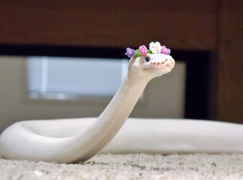 Pet Claims, Snakes In Hats, Snakes With Hats, White Blue Eyes, Princess Pets, Weird Animal Facts, Princess Pet, White Python, Cute Snakes