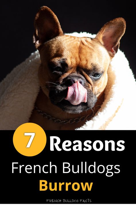 In this post you’ll discover: 7 real reasons why french bulldogs burrow, When your frenchies burrowing is something to be concerned about, 4 tips to help with their burrowing (#3 is the most important!), And much, much more. Bath Tips, Family Friendly Dogs, Toy Bulldog, French Bulldog Facts, Frenchie Bulldog, Sick Dog, Most Popular Dog Breeds, Loyal Dogs, Popular Dog