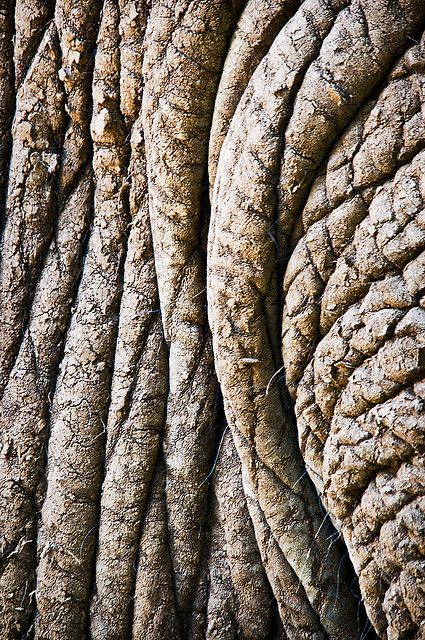 Elephant skin | 138/365 - Elephant skin texture - May18 | Flickr - Photo Sharing! Elephant Skin, Micro Photography, Texture Inspiration, Texture Photography, Dry Skin Care, Elephant Art, Animal Projects, African Elephant, Who Cares