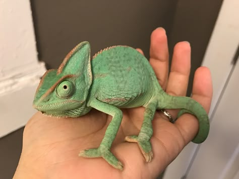 Pascal ❤ Chameleon Aesthetic, Pascal Chameleon, Types Of Chameleons, Pet Chameleon, Horned Chameleon, Cute Chameleon, Veiled Chameleon, Cute Lizard, Reptile Room