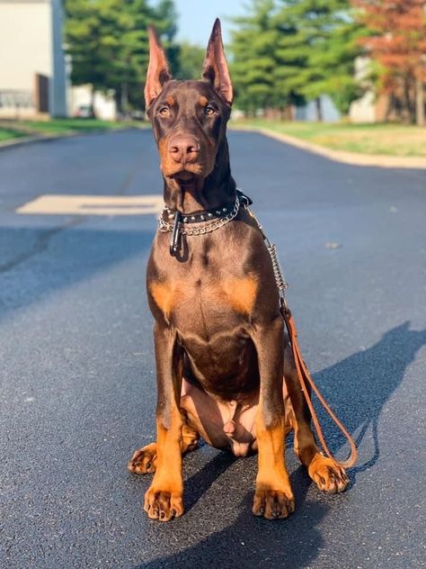 Doberman Brown, European Doberman Pinscher, American Doberman, Brown Doberman, Doberman Puppies For Sale, European Doberman, Doberman Puppies, Doberman Pinscher Dog, Dangerous Dogs