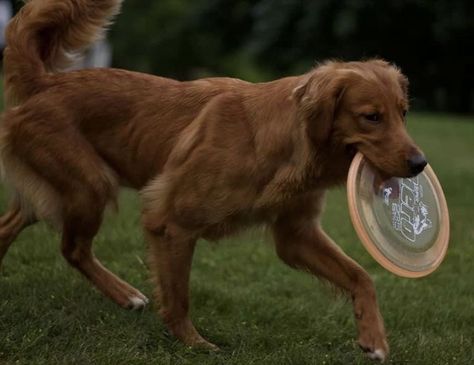 Golden retriever | credit : ourgoldenadventures Fit Golden Retriever, Field Line Golden Retriever, Working Golden Retriever, Golden Retriever Puppy Names, Golden Retriever Puppy Videos, Conditioned Dogs, Golden Retriever Hunting, Golden Retriever Puppy Training, Golden Retriever Baby