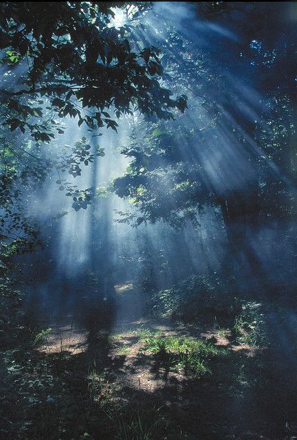 Trees In The Forest, Tree Forest, Enchanted Forest, In The Forest, Nature Beauty, The Forest, Beautiful World, The Great Outdoors, Mother Nature