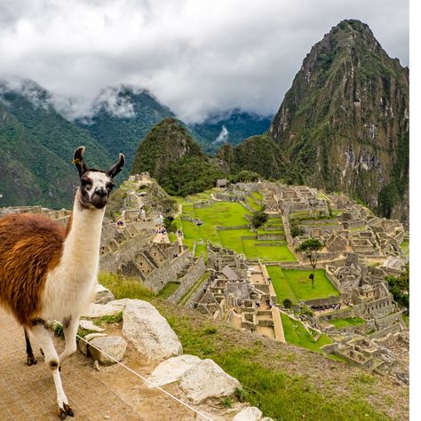 Llamas are still used today as pack animals in the Andes Mountains of Peru, including this photo of them at the Incans ruins at Machu Picchu. Read more on my blog https://www.animalcoin.com/blog/coin-story-peru-llama Humanity Aesthetic, Peru Aesthetic, Blonde Abroad, Inca Trail Hike, Huayna Picchu, Inca Trail, Inca Trails, Sacred Valley, Peru Travel