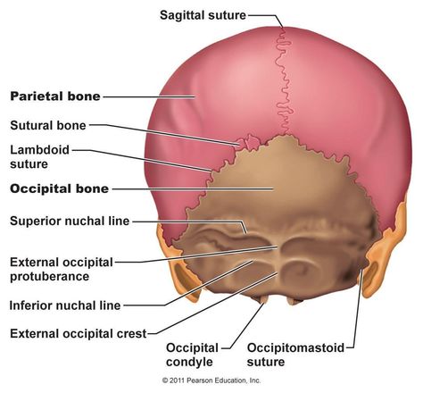 posterior skull view Sphenoid Bone, Axial Skeleton, Paranasal Sinuses, Internal Carotid Artery, Sinus Cavities, Occipital Lobe, Thoracic Vertebrae, Spinal Fluid, Facial Bones