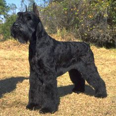 Giant Schnauzer-  I met a pair of these at a lawn party once, too bad I couldn't fit one in my pocket. Black Schnauzer, Schnauzer Grooming, Working Dogs Breeds, Schnauzer Mix, Schnauzer Art, Standard Schnauzer, Giant Schnauzer, Working Dog, Hypoallergenic Dogs