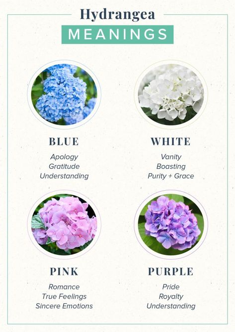 Hydrangea Meaning: Symbolism + History | ProFlowers Hydrangea Meaning, Pretty Flower Names, Rose Color Meanings, Flower Guide, Hydrangea Purple, Flower Meanings, Hydrangea Flowers, Nothing But Flowers, Color Meanings