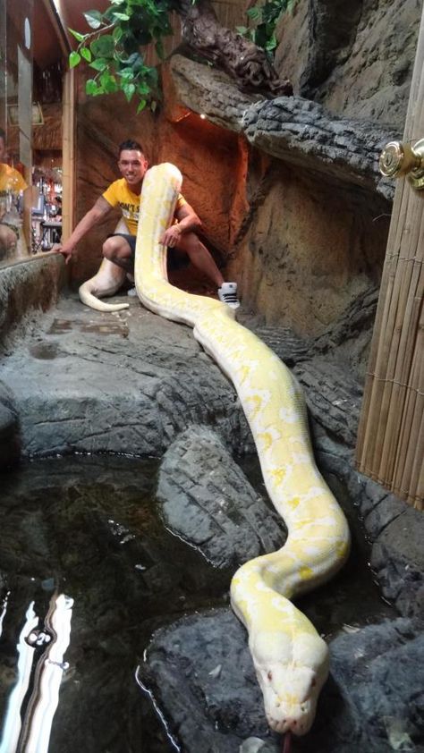 Twinkie, an albino reticulated python, heralded as the world's largest snake. World's Largest Snake, Reptile Zoo, Reticulated Python, Cool Snakes, Largest Snake, Albino Animals, Beautiful Snakes, Reptile Snakes, Unusual Animals