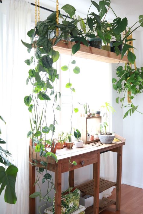 Over The Window Plant Shelf, Plant Shelf Above Window, Plant Shelf Over Doorway, Diy Under Window Plant Shelf, Hanging Plant Shelf In Window, Hanging Plant Shelf Window, Plants In Front Of Window, Hanging Plants Window, Diy Hanging Plant Shelf