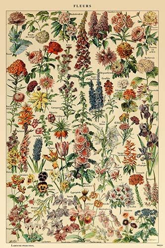 Amazon.com: Adolphe Millot Poster Flowers French Vintage Home Decor Art Print (24x36): Posters & Prints Flowers Chart, French Vintage Home Decor, Adolphe Millot, Flower Chart, Graphic Design Styles, Floral Blanket, Vintage Flower Prints, Illustration Botanique, Microfiber Blanket