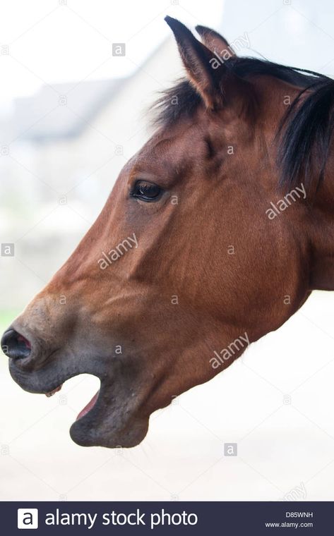 Horse Looking Over Shoulder, Horse Facing Forward, Horse Mouth Open, Horse Mouth, Horse Showing Teeth, Horses Touching Noses, Stable Yard, Horse Custom, Young Frankenstein