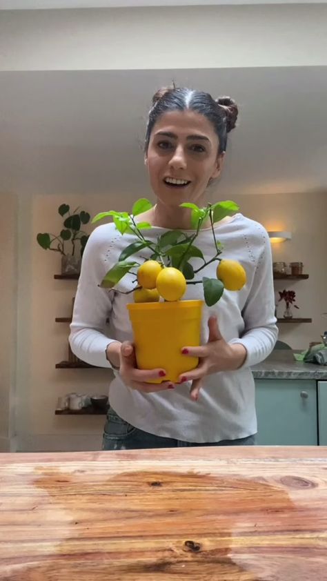 Lemon Tree Growing, Grow Lemon Tree In Pot, Indoor Lemon Tree Houseplant, Living Room Lemon Tree, Grow A Lemon Tree From Seed Indoors, Mini Lemon Tree, Indoor Lemon Tree, Lemon Tree, Sprouts