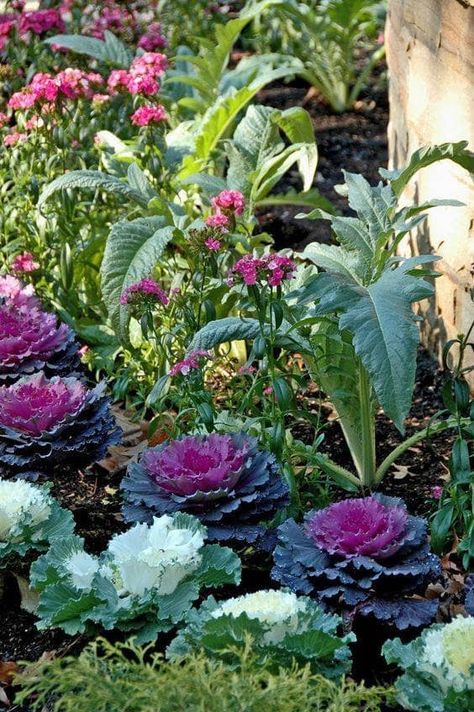 Plant Ornamental Cabbage and Kale to Replace Frost-Bitten Annuals - Dengarden - Home and Garden Flowering Kale, Ornamental Kale, Ornamental Cabbage, Potager Garden, Edible Landscaping, Food Garden, Veggie Garden, Edible Garden, Autumn Garden