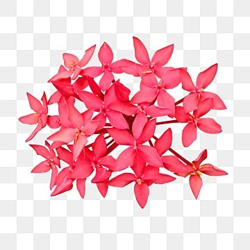 Flowers Without Background Png, Flowers Without Background, Tropical Clipart, Wavy Flag, Red Png, Independence Day Background, Indian Independence Day, Photo Png, Red Blossoms