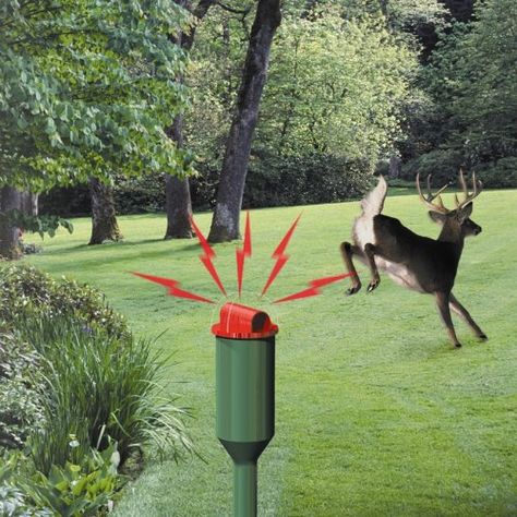 Cultivating Joy, Deer Resistant Landscaping, Deer Repellent, Deer Deterent, Deer Fencing, Deer Proof Plants, Deer Garden, Deer Resistant Garden, Deer Repellant