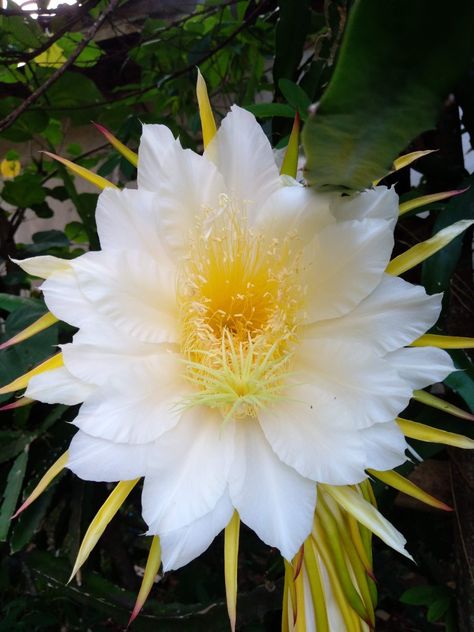 Dragon Fruit Flower – Deni Arip Night Blooming Cactus, Dragon Fruit Flower, Hylocereus Undatus, Dragon Fruit Benefits, Night Blooming Cereus, Fruit Berries, Blooming Cactus, Boost Immunity, The Cradle