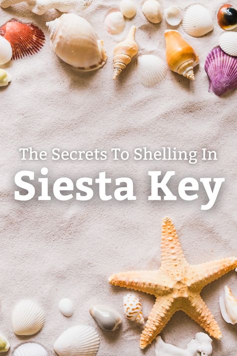 One of our favorite activities at the beach is collecting shells. Many Siesta Key visitors love to make necklaces and earrings with their shells or just use them for decoration and beach momentos. Let us take you through some of the best shelling in the Siesta Key area so you know where all the best search is! Siesta Beach Florida, Things To Do Siesta Key Florida, Point Of Rocks Siesta Key, Siesta Key Beach Florida, Roadtrip Ideas, Collecting Shells, Tropical Beach Resorts, Siesta Beach, Siesta Key Florida