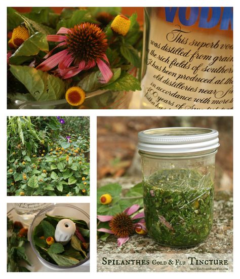 Favorite Cold & Flu Tincture Toothache Plant, Herbal Vinegar, Tinctures Recipes, Farm Wife, Herbal Tinctures, Herbal Recipes, Herbal Healing, Cold Remedies, Homemade Remedies