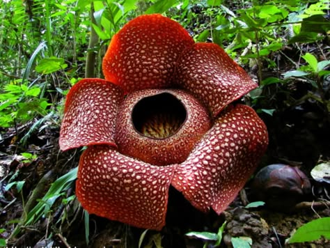 Rafflesia arnoldii (Corpse Flower) - World of Flowering Plants Rafflesia Arnoldii, Corpse Flower, Endangered Plants, Smelling Flowers, Strange Flowers, Beautiful Pink Flowers, Unusual Flowers, Rare Flowers, Most Beautiful Flowers