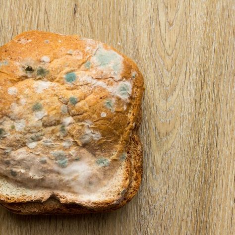 Facts on Bread Mold | Sciencing Rotting Food, Kinds Of Bread, Bread Mould, Bread Types, Black Bread, Mold Spores, Different Types Of Bread, Dutch Still Life, Independent Study