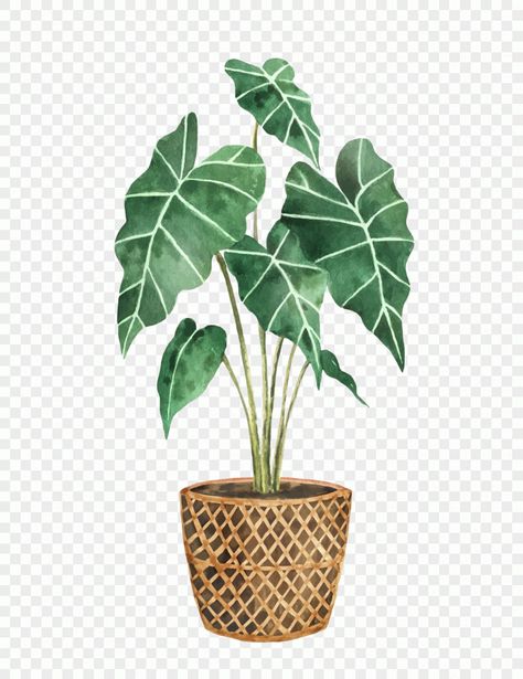 Watercolor vector clipart with a Alocasia in a ceramic pot, invitations, kitchen, home and gardening, Hand painted illustration for decor, postcards Hand Holding Phone, Accessories Png, King Drawing, Transparent Watercolor, Watercolor Vector, Marceline The Vampire Queen, Summer Wall Art, Painted Illustration, Leaves Illustration